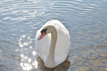 swan on the water