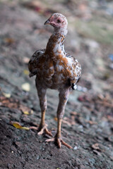 hen looks look to the right