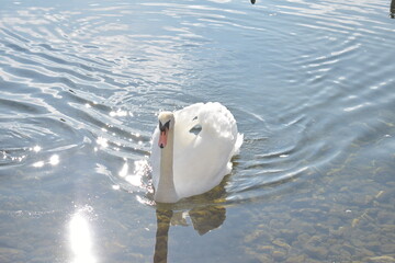 white swan on the water
