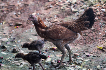 
a hen and two chicks forage in wet soil