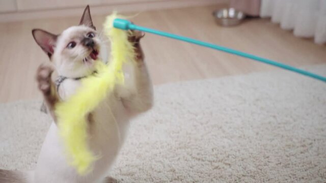 Close up siamese cat playing with  yellow fluffy tailed toy, grabs in his paws, owner holding toy while sitting on white carpet at home room next to window curtain, playing with pet, mental therapy