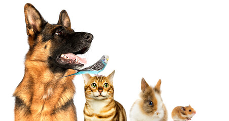 dog and cat and rabbit and hamster looking sideways
