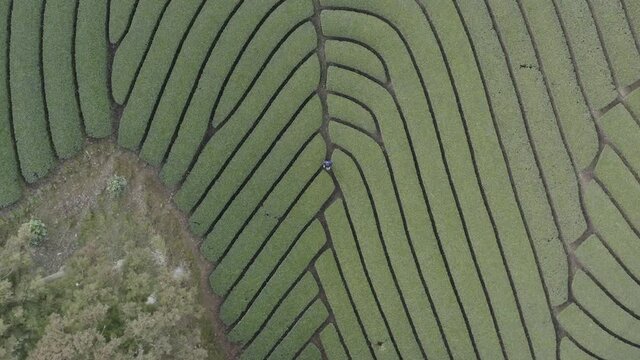 Aerial drone footage of green tea plantation in Japan