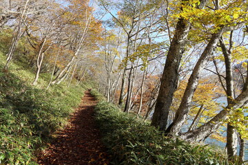 赤城山小沼脇の散歩道 (秋/紅葉)