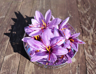 Crocus sativus, commonly known as saffron crocus on a wooden background. It is among the world's most costly spices by weight. In October, the saffron is usually perfect for harvesting.
