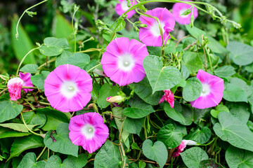 Many delicate vivid pink flowers of morning glory plant in a a garden in a sunny summer garden, outdoor floral background photographed with soft focus.