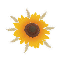Sunflower and spikelets of wheat. Autumn-summer plant composition. Hand-drawn vector illustration. Sunny mood, gifts of nature, sunflower oil, food supplement. Design element for print and web.