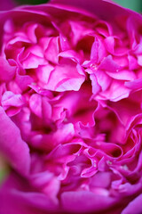 floral arrangement of pink pion flowers close-up.