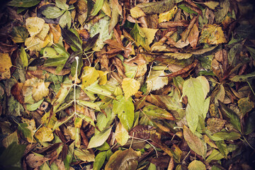 texture from wet leaves top view