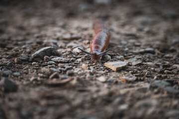 The snail walks calmly through the Polish city park during the summer evening © tikustw