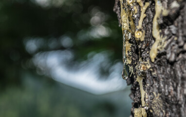 Drop of resin on a pine tree bark, Siberia, Russia