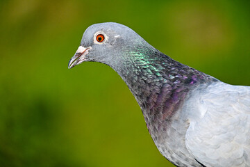 A happy and healthy Polish pigeon sunbathing in the sun of an urban agglomeration