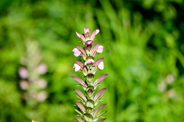 Many small white flowers of Acanthus mollis plant, commonly known as bear's breeches, sea dock, bearsfoot or oyster plant in s sunny summer  garden.