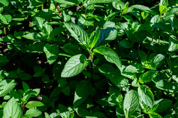 Fresh green peppermint or mentha × piperita, also known as Mentha balsamea leaves in direct sunlight, in an organic herbs garden, in a sunny summer day.