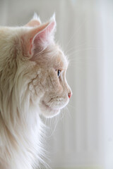 Profile of a Maine Coon cat on a white background