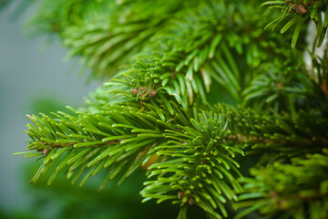 Christmas tree. Branch with needles close-up. Bright needles, Christmas background