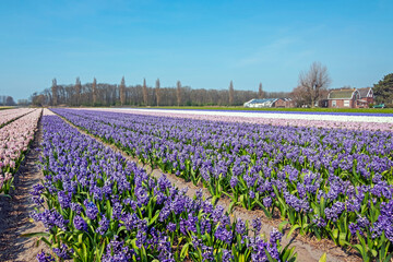 Blossoming purple hyaciths in the countryside from the Netherlands