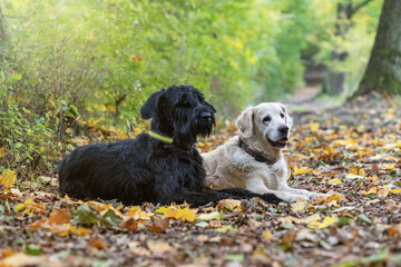 Big Black Schnauzer Dog and Golden Retriever Dog are lying in autumn park
