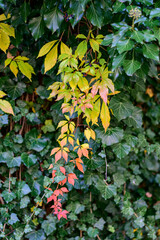 Leaves that form an autumn rainbow straight from nature