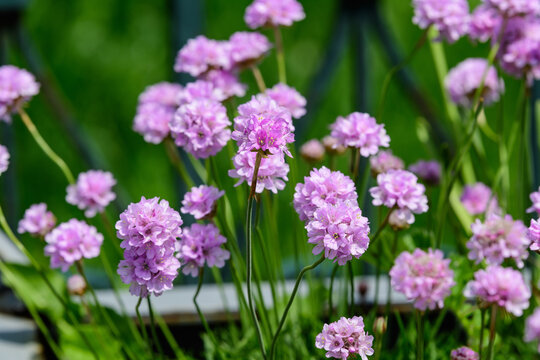Close up of small vivid pink flowers of Armeria maritima plant, commonly known as thrift, sea thrift or sea pink on a seaside in a sunny summer day in Scotland, beautiful outdoor floral background.