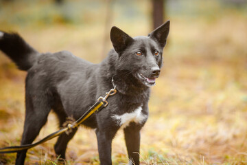 Beautiful black dog in autumn park