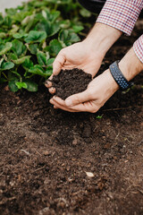 agriculture, soil, the ground, earth, the hands of a farmer, farmer, strawberry seedlings, plant