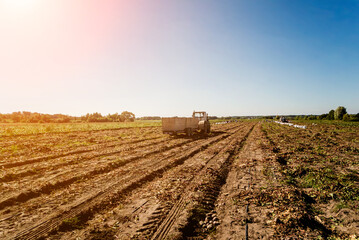 Tractor at the field harvesting of beet roots