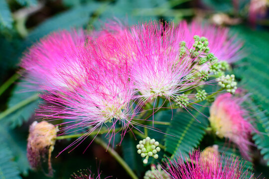 Vivid pink mimosa pudica flowers and green leaves in a garden in a sunny summer day, beautiful outdoor floral background photographed with soft focus.