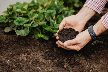 agriculture, soil, the ground, earth, the hands of a farmer, farmer, strawberry seedlings, plant