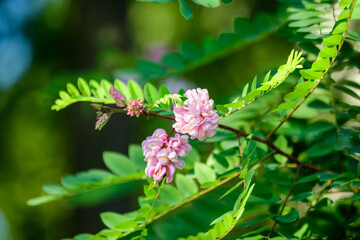 Pink flowers of Robinia pseudoacacia commonly known as black locust, and green leaves in a summer garden, beautiful outdoor floral background photographed with soft focus.