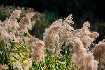 Beautiful autumn landscape in forest. Colored yellow nature in Europe. Amazing Environment.