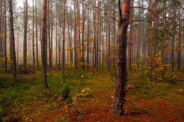 Fototapeta premium Jesień w lesie