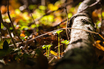 Close up of wood log and autumn yellow leaf