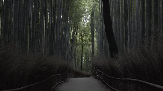 Arashiyama bamboo forest in he morning
