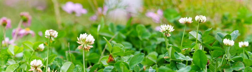 Panoramic view of white clover flowers