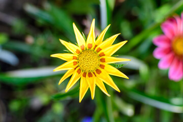 Top view of many vivid yellow gazania flowers and blurred green leaves in soft focus, in a garden in a sunny summer day, beautiful outdoor floral background..