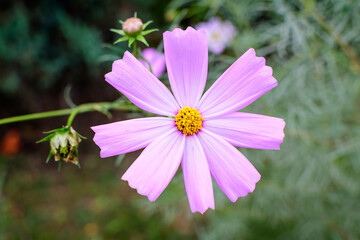  One delicate vivid pink flower of Cosmos plant in a British cottage style garden in a sunny summer day, beautiful outdoor floral background photographed with soft focus.