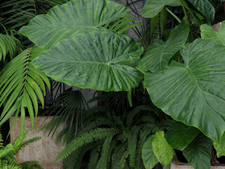 Large green pouring alocasia close up. Tropical plant in the winter garden.