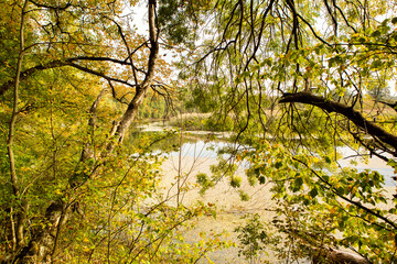 Beautiful autumn landscape in forest. Colored yellow nature in Europe. Amazing Environment.