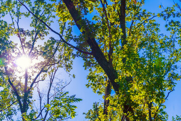 Obraz premium The rays of the bright autumn sun make their way through the leaves of the oak forest