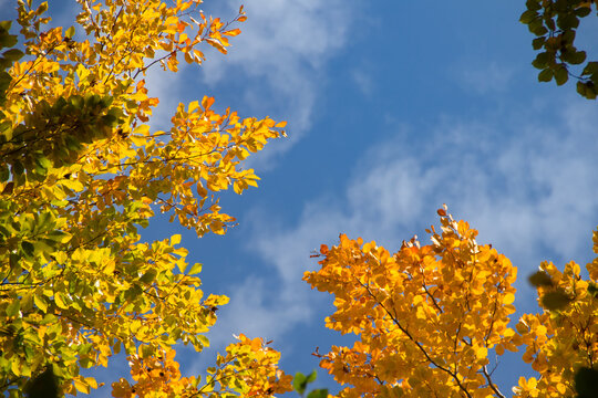 Colorful leaves tree in autumn season over blue sky