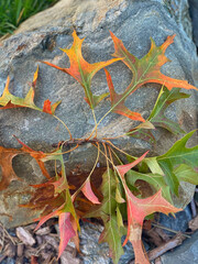 Fototapeta na wymiar Autumn color spectrum in leaves