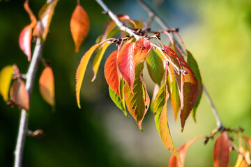 Minimalist monochrome background with many large orange and red leaves on tree branches  in a garden in a sunny autumn day.