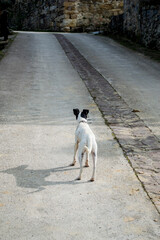 Perro pequeño, blanco y negro,  paseando por un pueblo