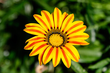 Top view of one vivid yellow and orange gazania flower and blurred green leaves in soft focus, in a garden in a sunny summer day, beautiful outdoor floral background.
