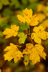 Beautiful autumn landscape in forest. Colored yellow nature in Europe. Amazing Environment.