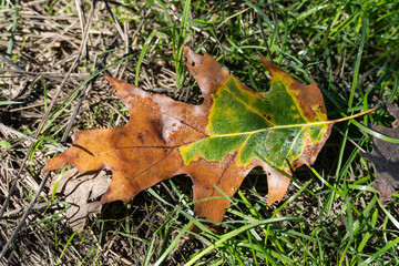 Yellow oak leaf on green grass. A yellow oak leaf lies on green grass covered with frost in the fall season.