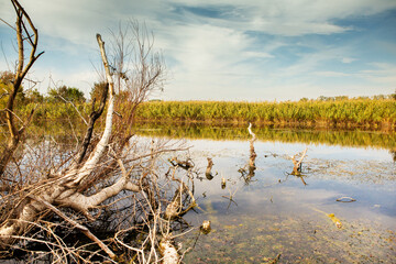 Beautiful autumn landscape in forest. Colored yellow nature in Europe. Amazing Environment.