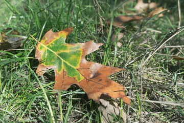 Yellow oak leaf on green grass. A yellow oak leaf lies on green grass covered with frost in the fall season.