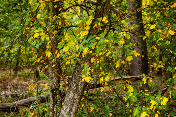 Fototapeta premium Beautiful autumn landscape in forest. Colored yellow nature in Europe. Amazing Environment.